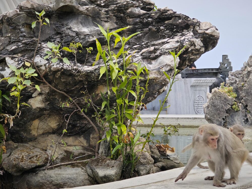 Hue to Da Nang by Private Car 12 Monkey Mountain