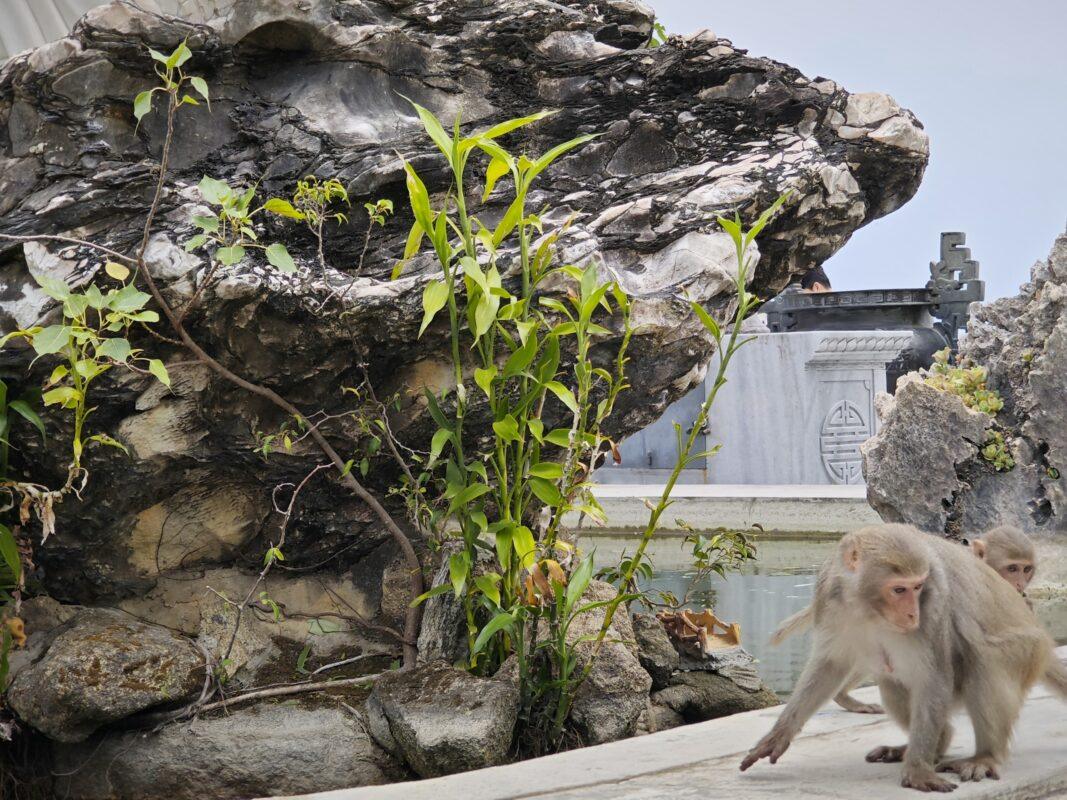 Monkey Mountain