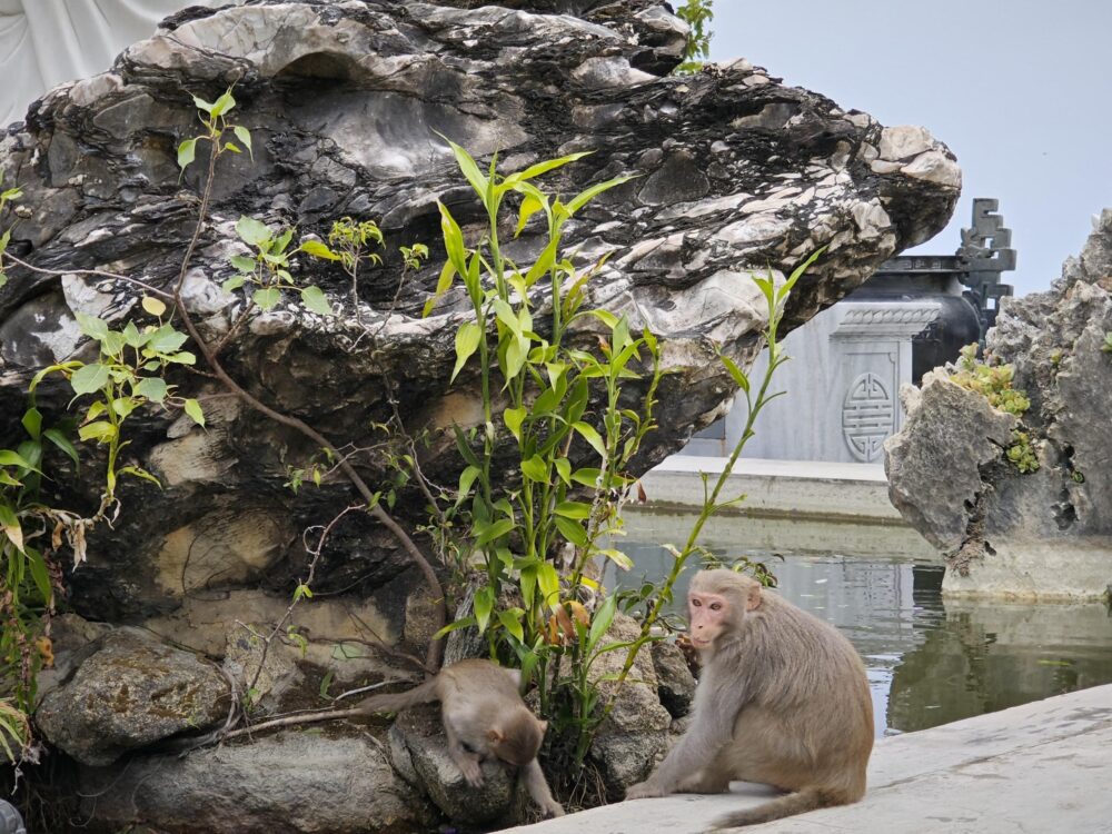 Danang to Hue by Private Car 10 Monkeys on Monkey Mountain
