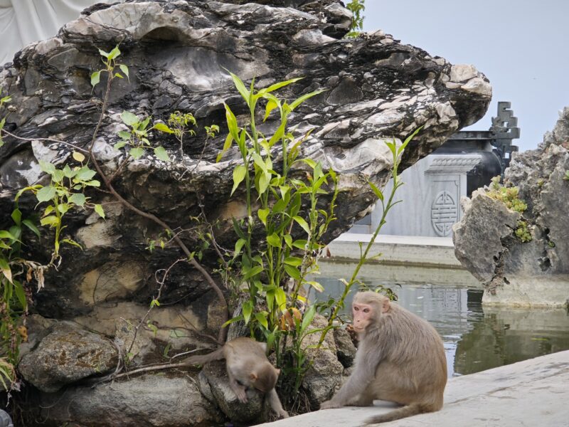 Monkeys on Monkey Mountain