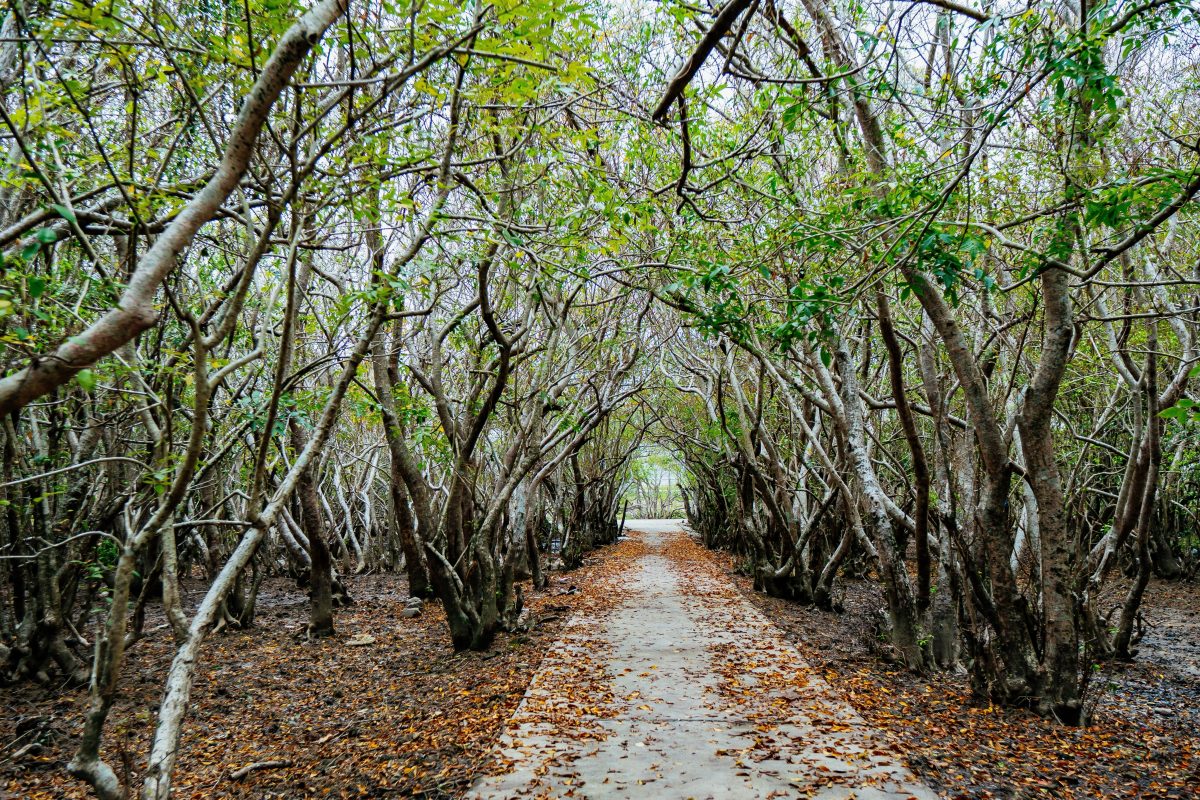 Walking Path In Ru Cha