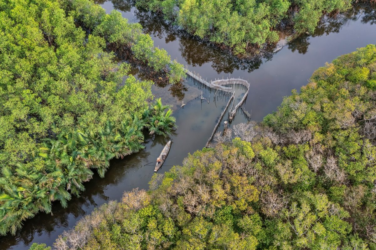 Ru Cha Mangrove